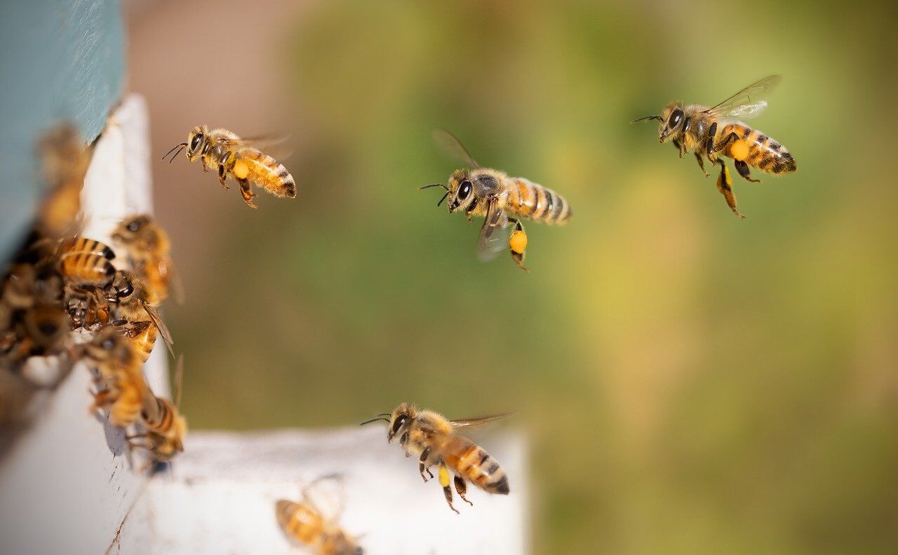 Bienen im Anflug an Ihren Stock