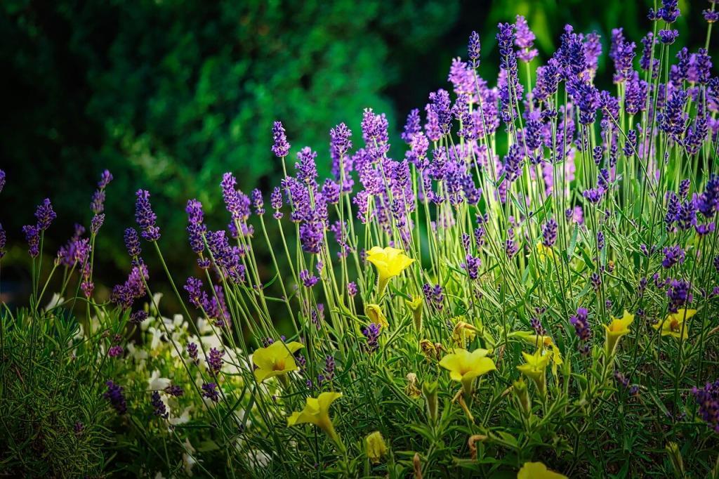 Lavendel im Bauerngarten